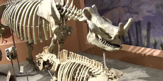 Washington D.C. Natural History Museum Guided Tour - Image 4