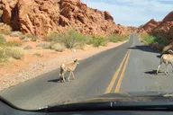Las Vegas Valley of Fire and Red Rock Canyon Tour thumbnail 1