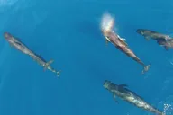 Maui Whale Watching Air Tour thumbnail 3