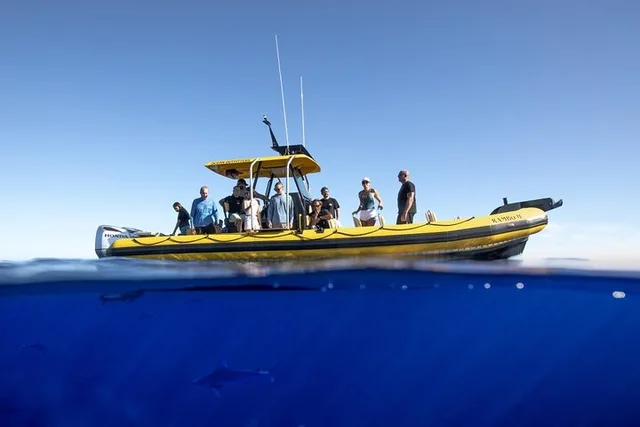 Oahu Shark-Dive Tour North Shore 2 hr - Image 5
