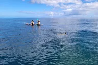 Haleiwa Clear Bottom Kayak Tour with Turtles 2 hr thumbnail 6