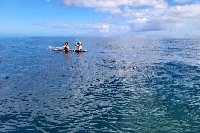 Haleiwa Clear Bottom Kayak Tour with Turtles 2 hr - Image 6