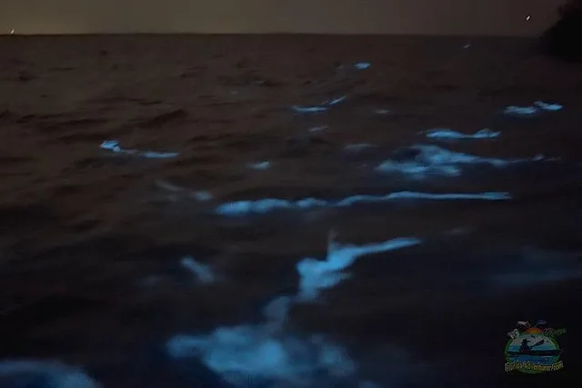 Titusville Bioluminescence Clear Kayak Tour - Image 3