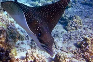 Ma'alaea Turtle Town Snorkel Cruise thumbnail 3