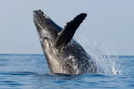 Honolulu Whale Watching Cruise thumbnail 4