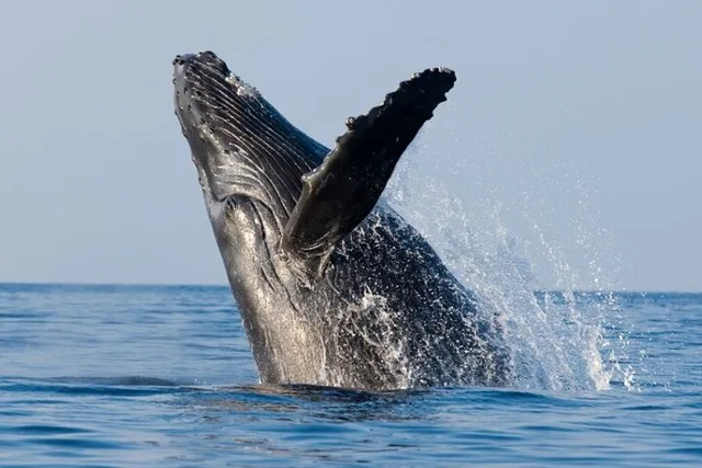 Honolulu Whale Watching Cruise - Image 4