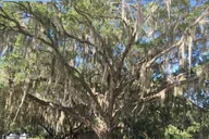 Florida Swamp Buggy Adventure Tour thumbnail 4