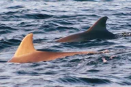 St. Andrews Eco Snorkel Tour thumbnail 1