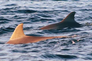 St. Andrews Eco Snorkel Tour