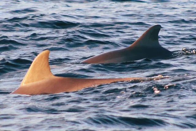 St. Andrews Eco Snorkel Tour - Image 1