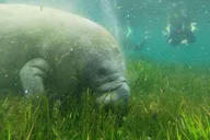 Crystal River Manatee Snorkeling Tour 3 hr thumbnail 4
