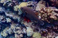 Wailea Beach Snorkeling Tour for Non-Swimmers 1.5 hr thumbnail 6