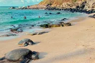 Maui Sea Turtle and Waterfalls Tour thumbnail 1