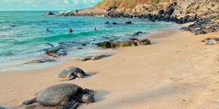 Maui Sea Turtle and Waterfalls Tour