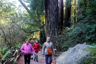 San Francisco Muir Woods and Wine Tour 10 hr thumbnail 4