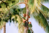 Honolulu Ka Moana Lūʻau at Aloha Tower thumbnail 3