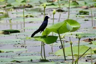 New Orleans Airboat Swamp Tour thumbnail 4
