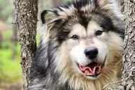 Fairbanks Alaskan Sled Dog Adventure 1.5 hr thumbnail 1