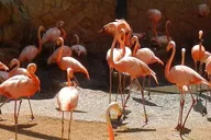 San Antonio Zoo Admission Ticket thumbnail 3