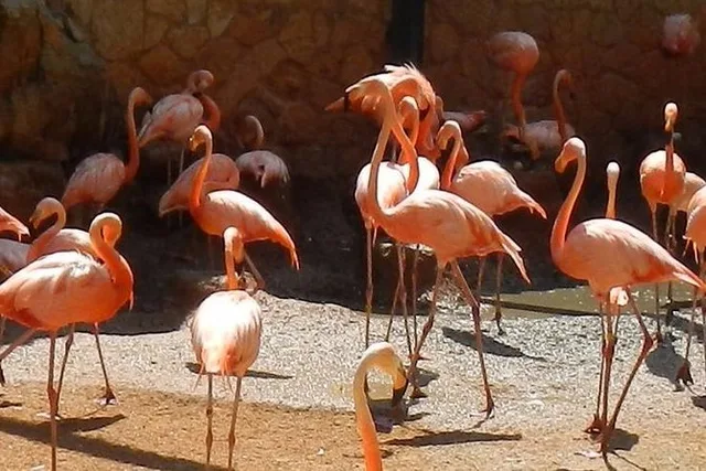 San Antonio Zoo Admission Ticket - Image 3