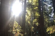 Sonoma Redwoods and Wine Country Tour thumbnail 6