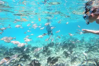 Islamorada Alligator Reef and Sandbar Private Tour
