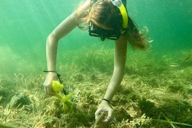 Florida Nature Coast Scalloping Adventure - Image 2