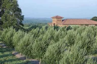 Dripping Springs Olive Oil and Balsamic Vinegar Tasting thumbnail 3
