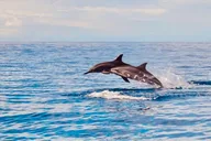 Oahu Dolphin Watching and Turtle Snorkeling thumbnail 2