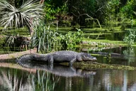 Miami Everglades Eco Adventure thumbnail 1