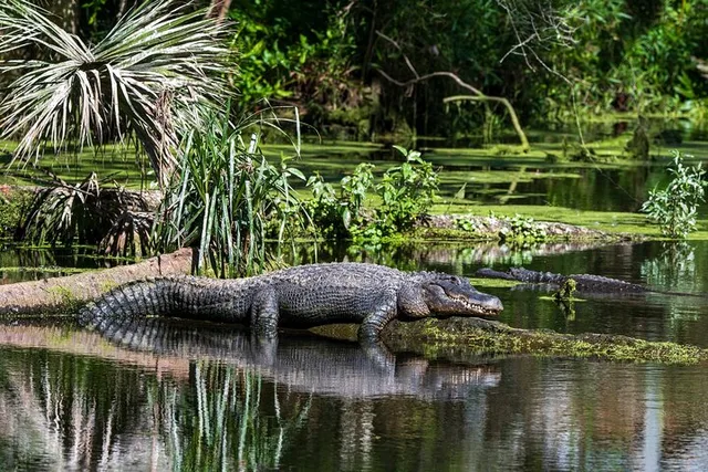 Miami Everglades Eco Adventure - Image 1