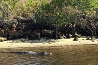 Naples Manatee and Dolphin Sunset Cruise thumbnail 6