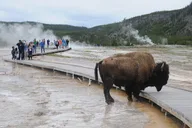 Yellowstone Lower Loop Tour thumbnail 3