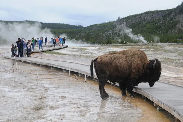 Yellowstone Lower Loop Tour - Image 3