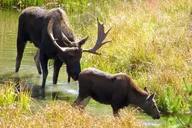 Cody Yellowstone Pet-Friendly Tour thumbnail 3