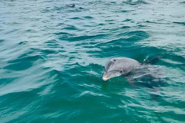 Florida Swim with Dolphins and Snorkeling Tour - Image 3