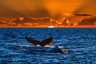 Waikiki Whale Watching Tour at Sunset thumbnail 6