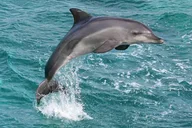 Oahu Whale Watching Sail thumbnail 5