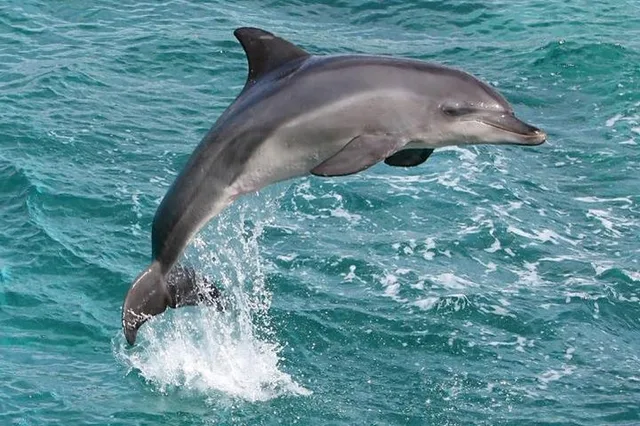 Oahu Whale Watching Sail - Image 5