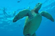 Honolulu Snorkel Tour at Hanauma Bay 1 hr thumbnail 1