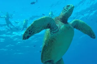 Honolulu Snorkel Tour at Hanauma Bay 1 hr