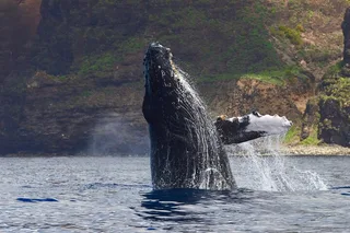 Kaua'i Whale Watch and Snorkel Tour