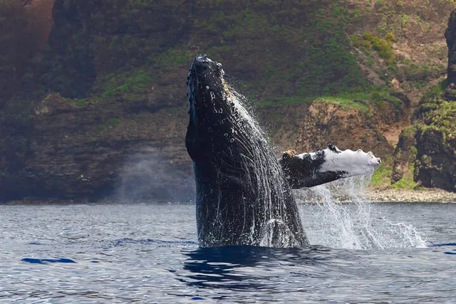 Kaua'i Whale Watch and Snorkel Tour - Image 1