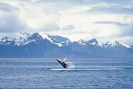 Juneau Whale Watching Tour thumbnail 1