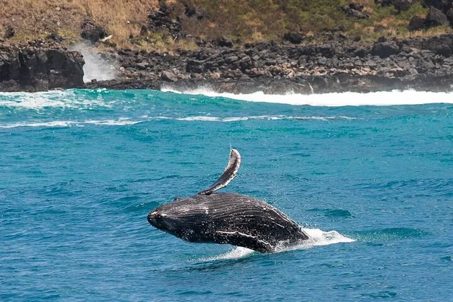 Honolulu Whale Watching Cruise with Snacks - Image 3