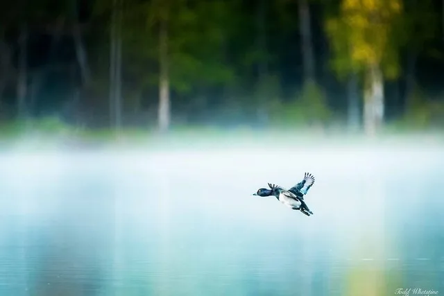 Fairbanks Photography Workshop - Image 1