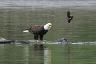 Portland Wildlife & Nature River Cruise 2 hr thumbnail 2