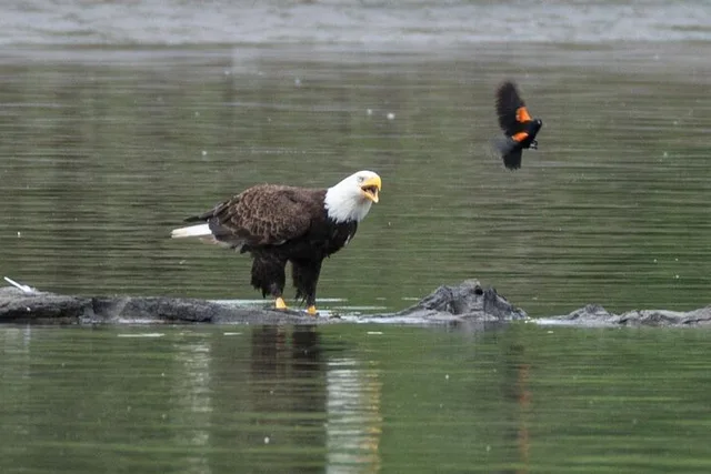 Portland Wildlife & Nature River Cruise 2 hr - Image 2