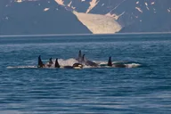 Juneau Whale Watch and Crab Shack Combo thumbnail 4