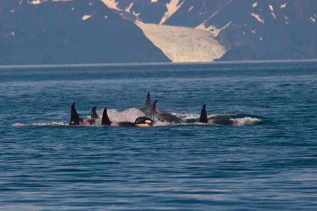 Juneau Whale Watch and Crab Shack Combo - Image 4